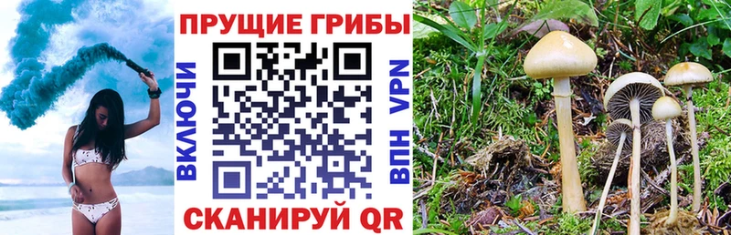 OMG   даркнет формула  Галлюциногенные грибы мицелий  Стрежевой 
